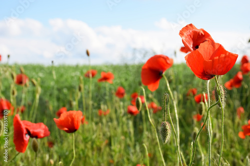 Wild red poppies on a background of green field and blue sky on a sunny day. Field of wild poppies close up. Floral background, red poppies. © Iris_AN