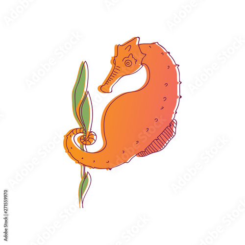 Seahorse is orange with a large belly and is surrounded by a thin black outline. Vector illustration on white background.