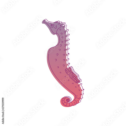 Purple seahorse is surrounded by a thin black outline. Vector illustration on white background.