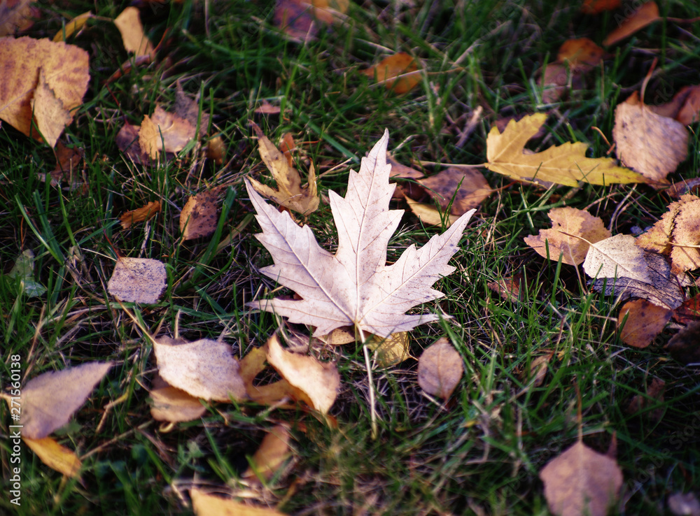 background texture of yellow leaves autumn leaf background