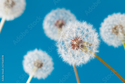 Dandelion clock  close-up  macro - Image .