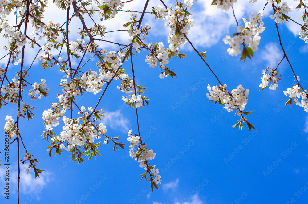 Cherry branch with beautiful background Cherry branch with beautiful background