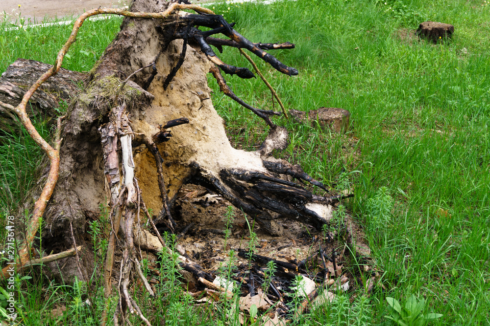 Fototapeta premium Trees cut down in forest. Tree stump with root