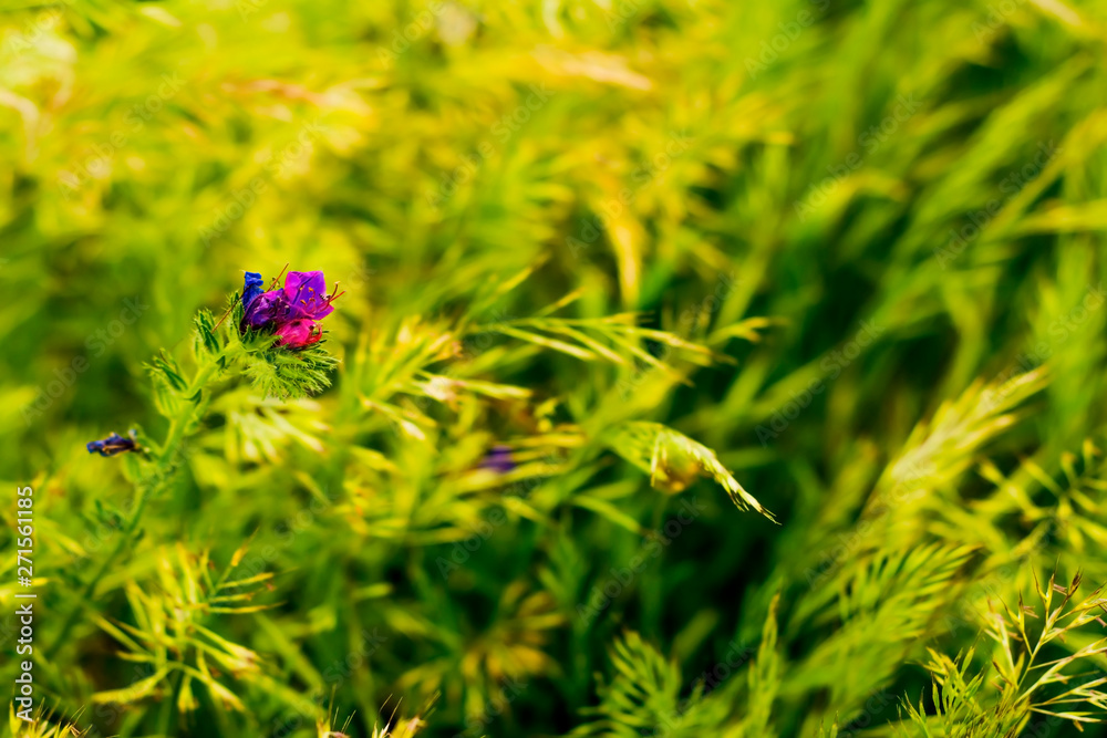 Flower with unfocused wheat field background Flower with unfocused wheat field background