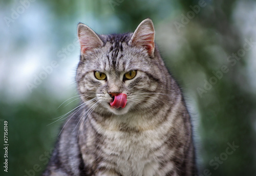 Beautiful gray street cat outdoors © photolink