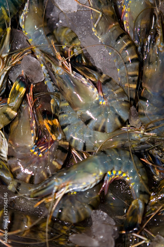 Lots of fresh shrimp are on the counter.