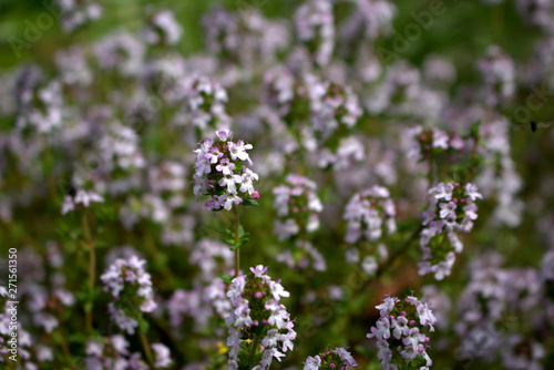 Thymus vulgaris common thyme  German thyme  garden thyme on a organic garden. Thymus vulgaris is a species of flowering plant .Thyme is any of several species of culinary and medicinal herbs.