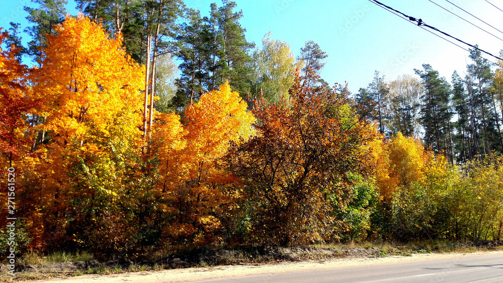 trees in the fall with yellow , red, and green leaves