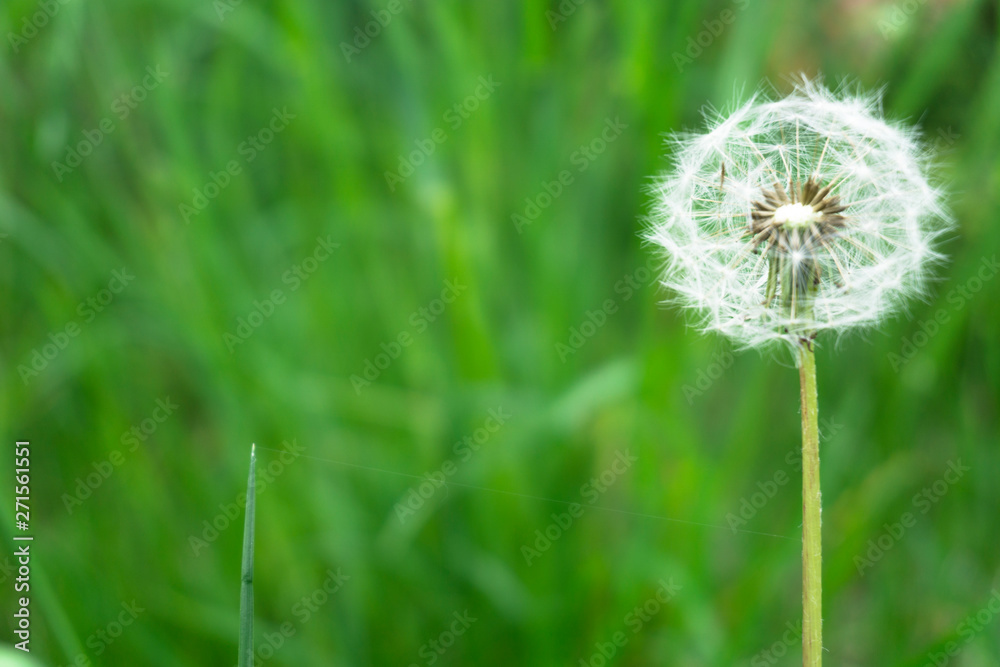 Dandelion flower with seeds ball on grass background close up view