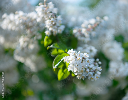 Beautiful white bougainvillea flowers.Natural background