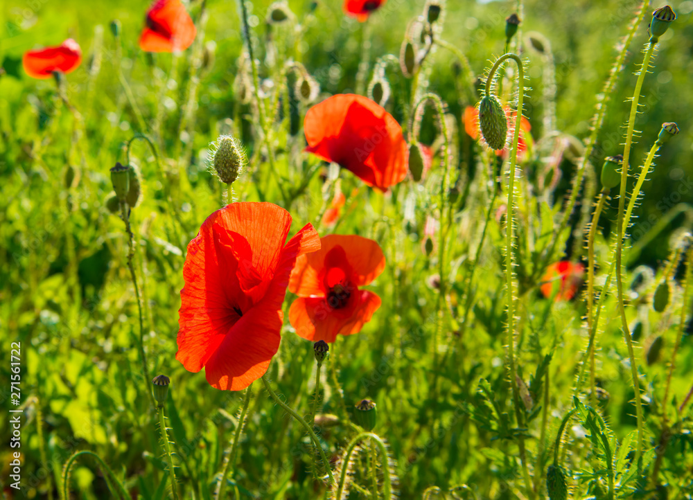 Fototapeta premium Summer landscape of poppies field