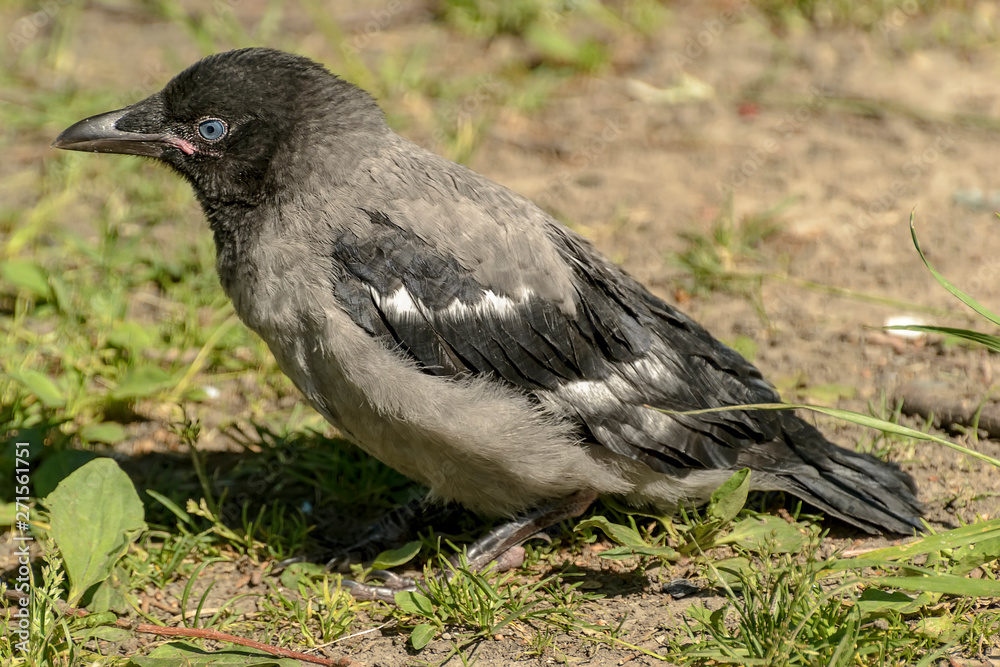 Fototapeta premium Juvenile gray crow, birds nesting type.