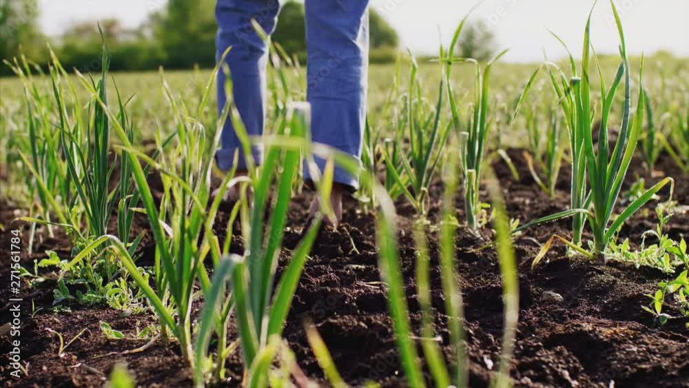 Barefoot man farmer in blue jeans goes on soil among green young garlic plants in rows on the field, legs closeup in slow motion. Enjoying nature. Barefoot man farmer in blue jeans goes on soil among green young garlic plants in rows on the field, legs closeup in slow motion. Enjoying nature.