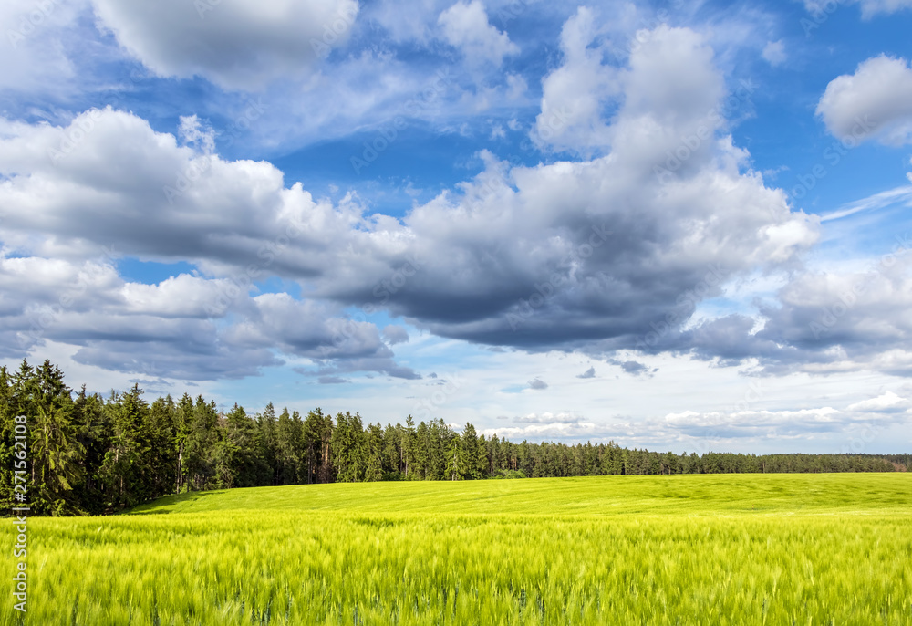 Obraz premium Green field and forest under beautiful blue sky with clouds