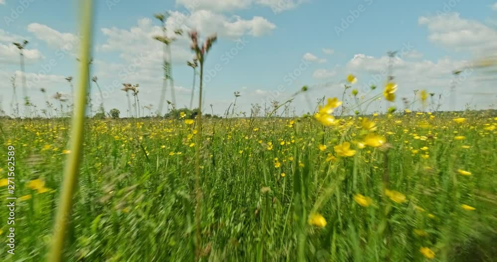Green field with yellow flowers. Beautiful meadow with spring flowers. Beauty of nature. Landscape with green grass and blue cloudy sky. Real time. Tracking shot. Beautiful landscape. Field flowers. Green field with yellow flowers. Beautiful meadow with spring flowers. Beauty of nature. Landscape with green grass and blue cloudy sky. Real time. Tracking shot. Beautiful landscape. Field flowers.