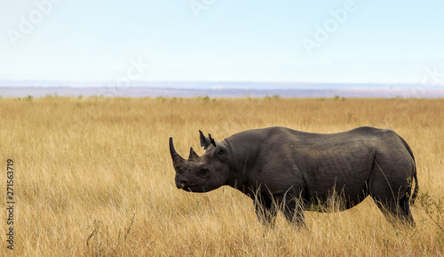 Black Rhino in Africa