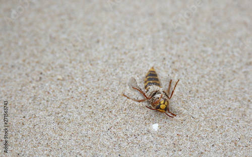 Big wasp lying on its back on sand, dying, close up