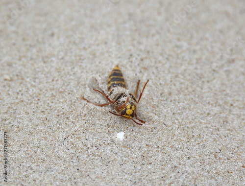 Wasp dying on sand macro close-up