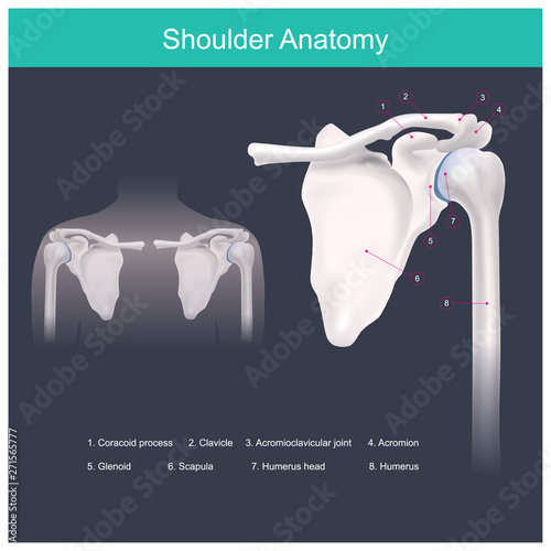 Shoulder Anatomy.