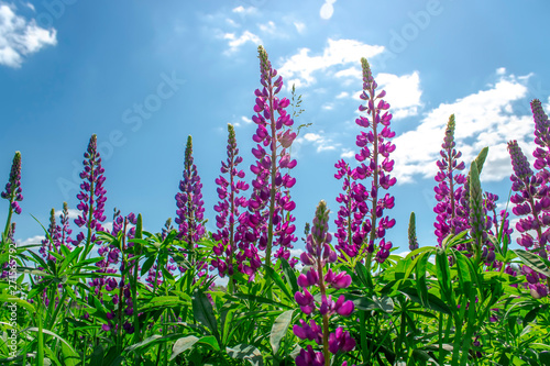 Lupinus in sunny day against a blue sky. Summer meadow in bloom.