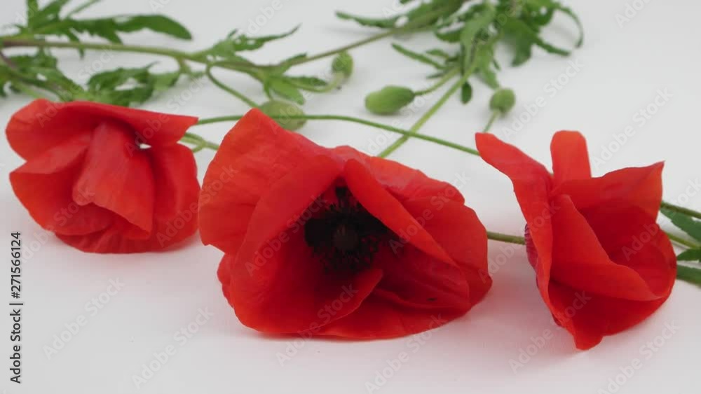 A breeze stirs the petals of scarlet poppies lying on a white background A breeze stirs the petals of scarlet poppies lying on a white background