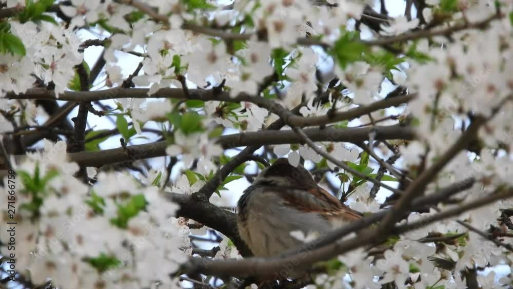 Beautiful wild bird on a branch full of flowers Beautiful wild bird on a branch full of flowers