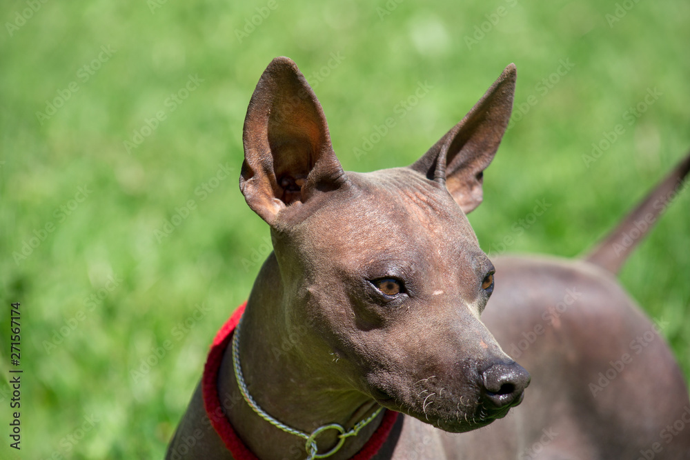 American hairless terrier puppy in beautiful dog collar. Pet animals. American hairless terrier puppy in beautiful dog collar. Pet animals.