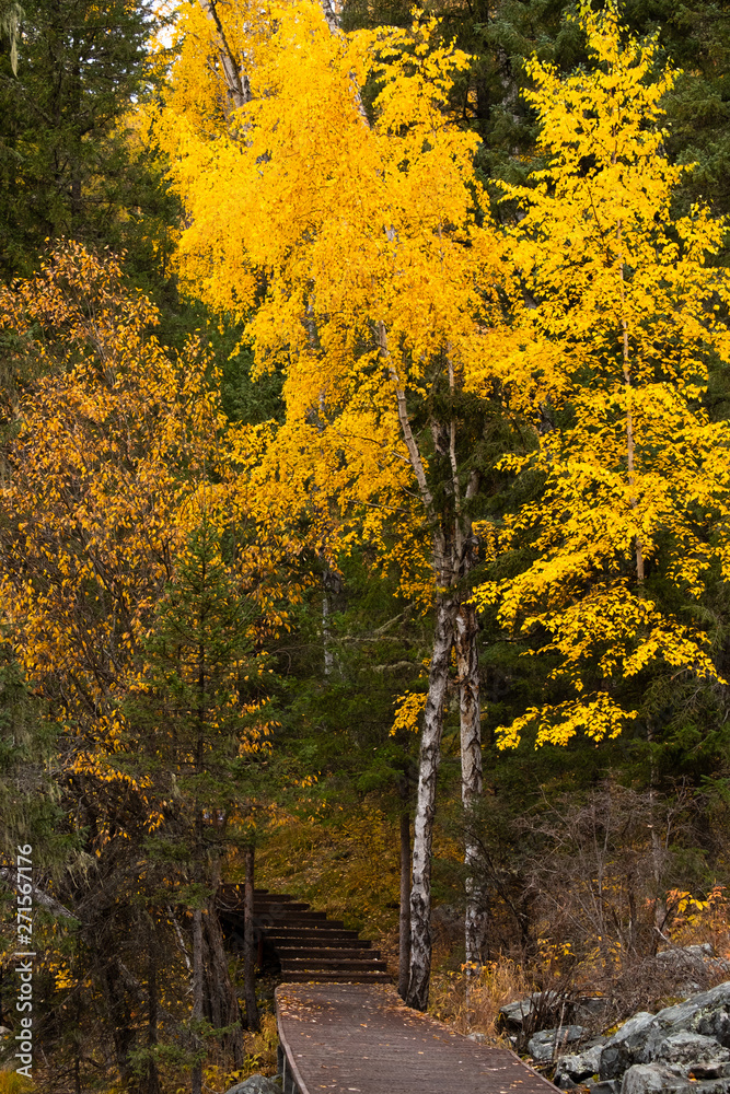 Φωτογραφία Vibrant yellow autumn walk path scene village at Kanas national park, China