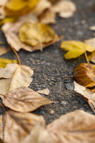 autumn leaves on the asphalt