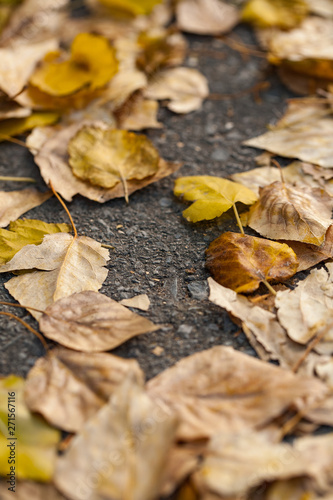 autumn leaves on the ground