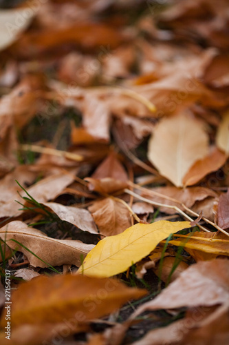 yellow leaf of mapel on fallen leaves background