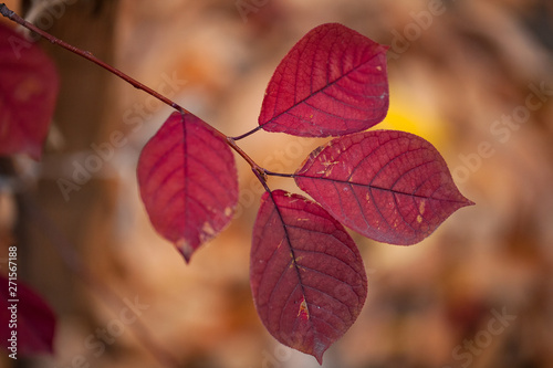 red autumn leaves of bird cherry