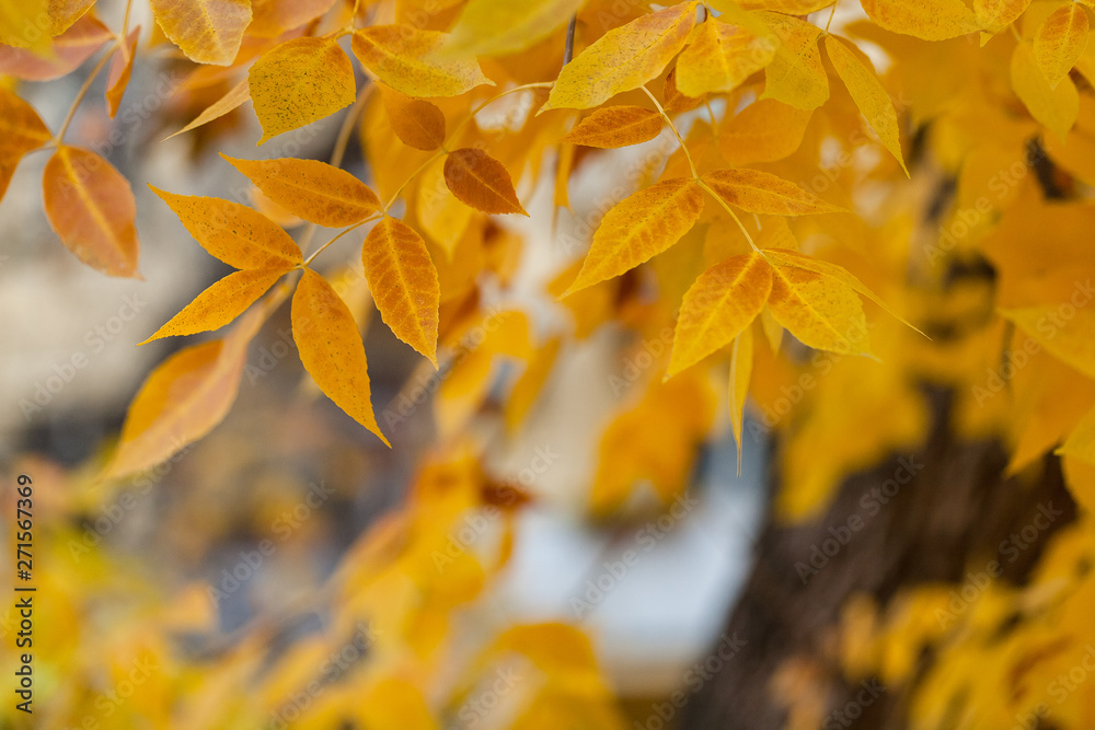 Boxelder maple autumn leaves Boxelder maple autumn leaves