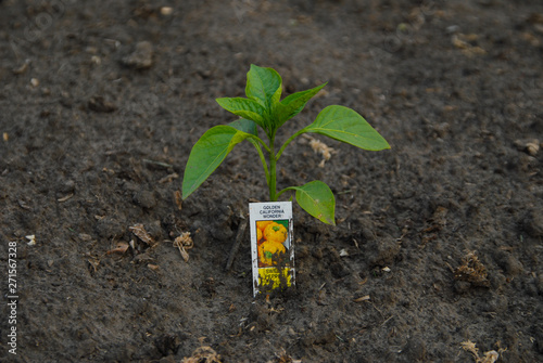 green plant in soil