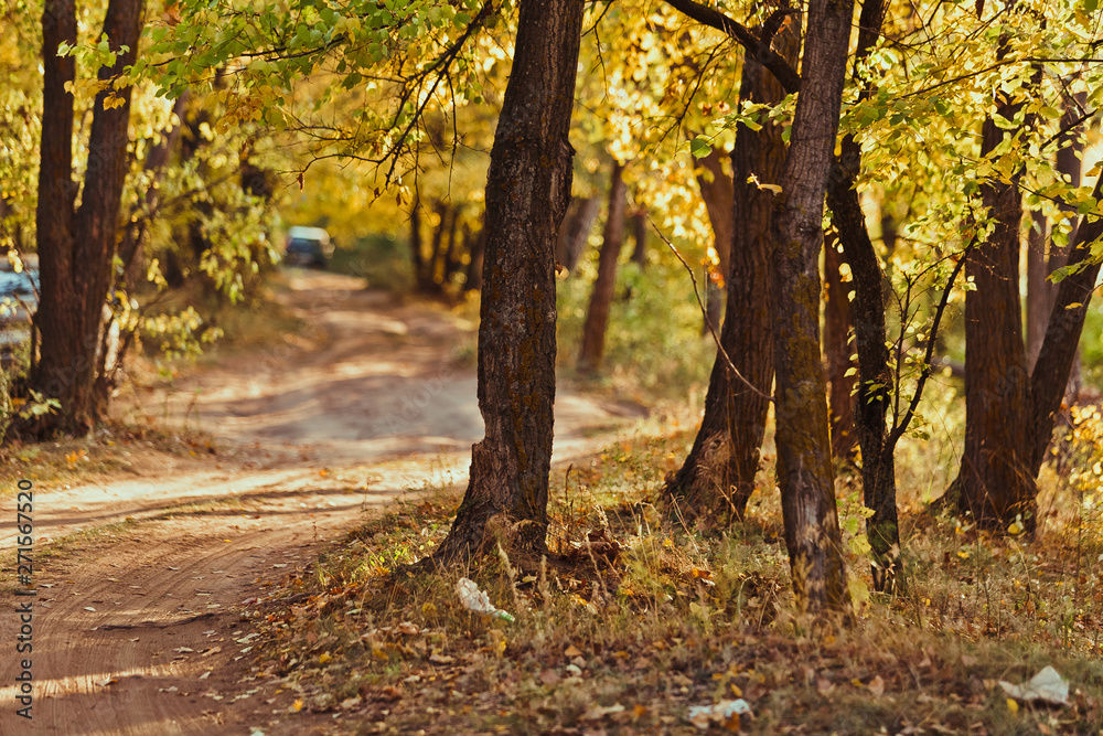 Fototapeta premium tree trunks in front of autumn forest