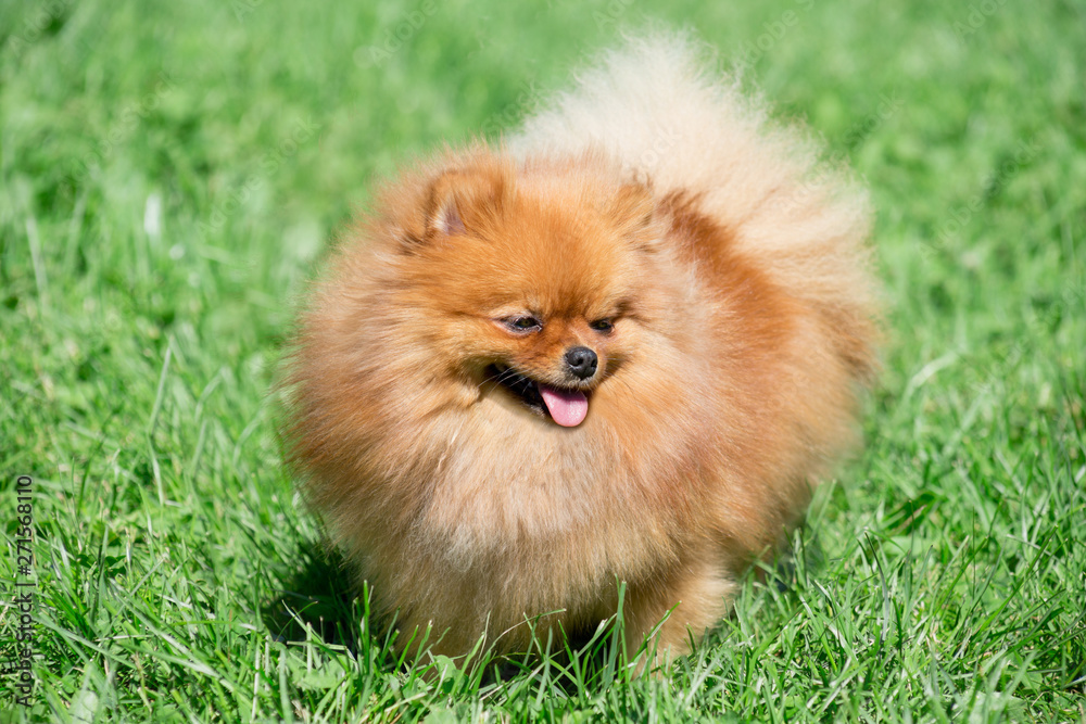 Cute pomeranian spitz puppy is walking on a green meadow. Deutscher spitz or zwergspitz. Pet animals. Cute pomeranian spitz puppy is walking on a green meadow. Deutscher spitz or zwergspitz. Pet animals.