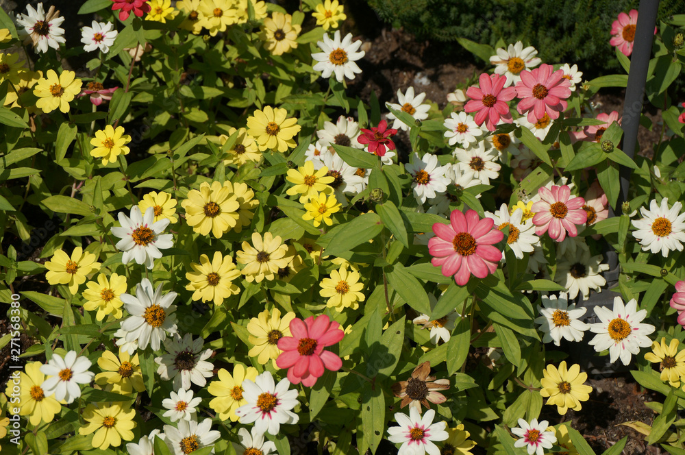 flowers in the garden