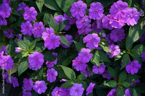 Purple flowers in the garden