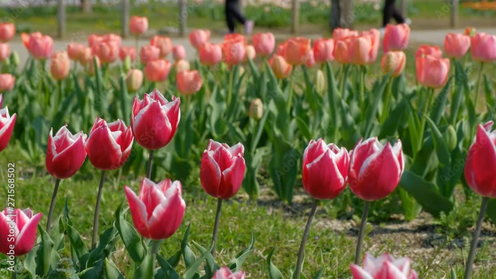 馬見丘陵公園のチューリップ 観光客 2019年4月 馬見丘陵公園のチューリップ 観光客 2019年4月