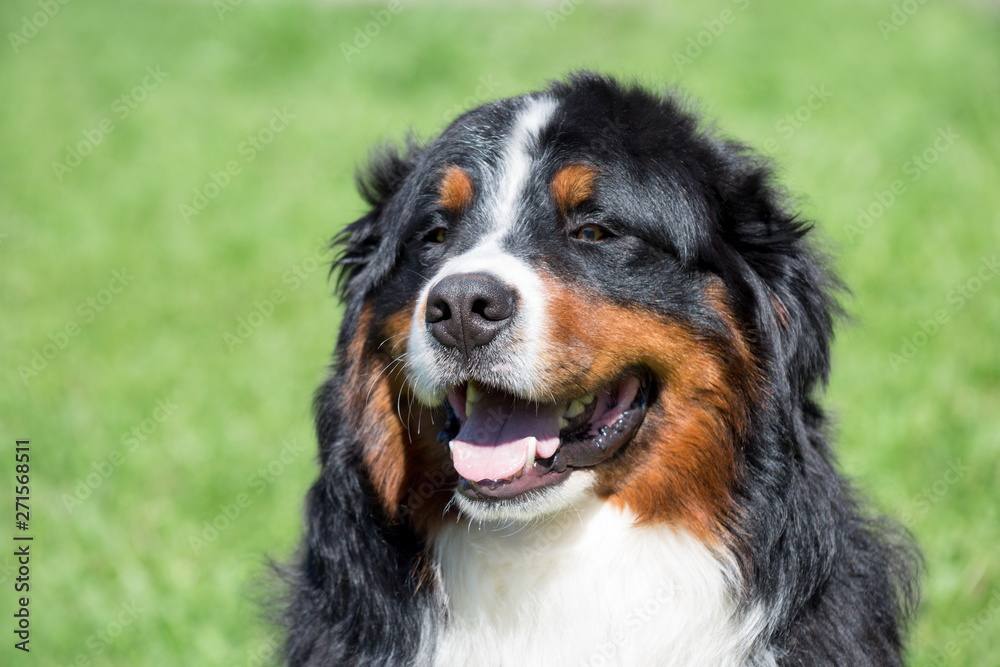 Cute bernese mountain dog puppy close up. Berner sennenhund or bernese cattle dog. Cute bernese mountain dog puppy close up. Berner sennenhund or bernese cattle dog.