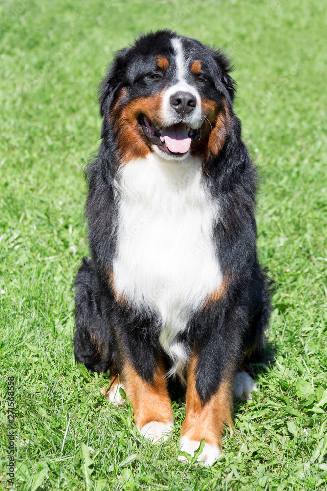 Cute bernese mountain dog puppy is sitting on a green meadow. Berner sennenhund or bernese cattle dog.