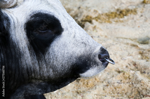 Portrait of a cow in the aviary. The cow lies on the floor and looks into the camera