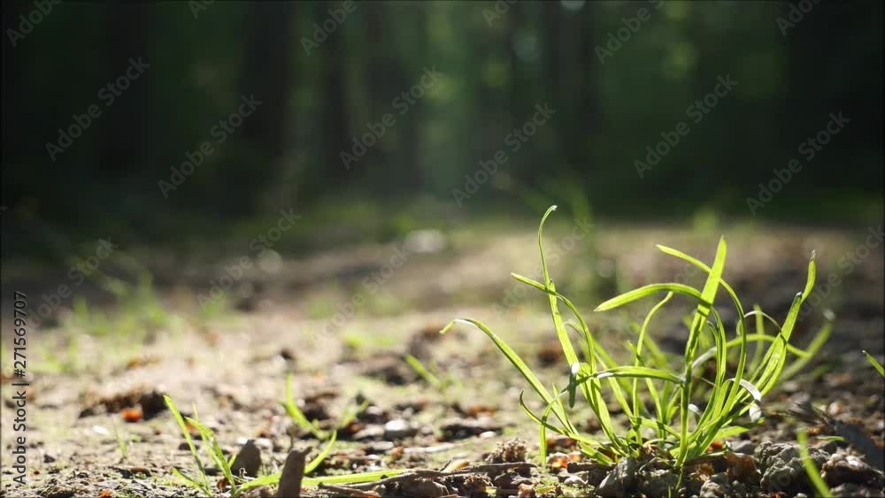 Vogelgezwitscher auf dem Waldweg im Grünen