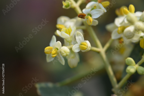 Fotografie Common olive