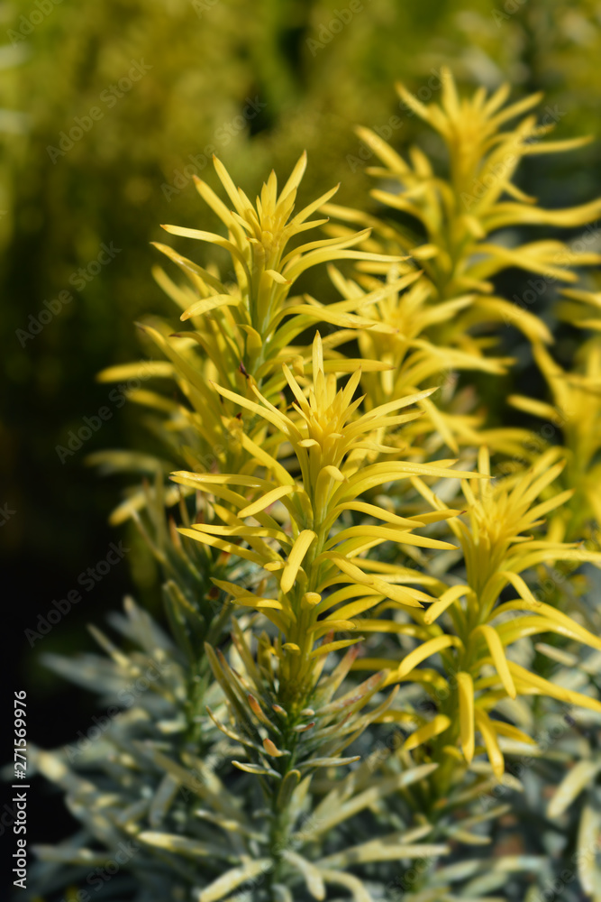 Korean Gold Plum yew Korean Gold Plum yew