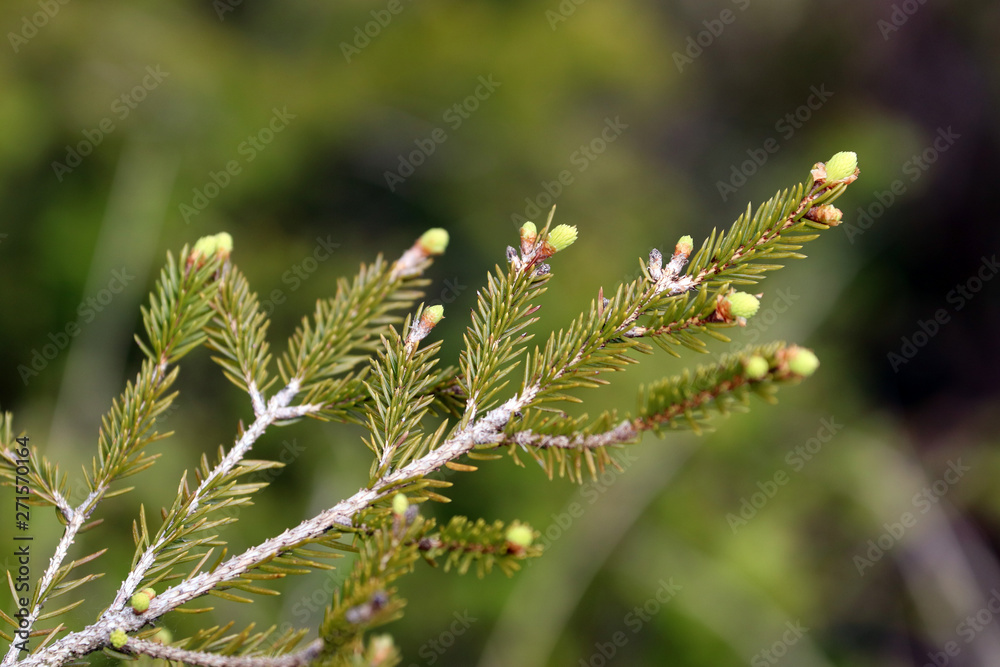 Une branche de sapin qui bourgeonne 