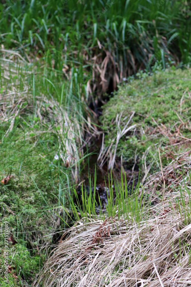 Un ruisseau prend naissance dans les Hautes Fagnes Un ruisseau prend naissance dans les Hautes Fagnes