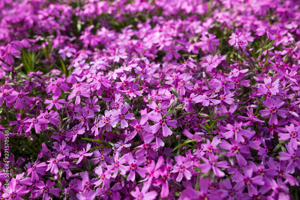 Purple spring flowers texture background. Close-up Purple spring flowers texture background. Close-up