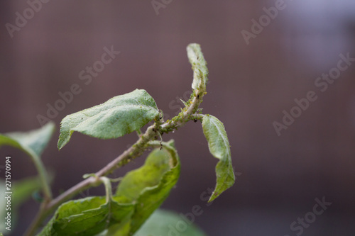 Aphid on a tree branch with leaves. Close-up. Macro. Pest for trees.