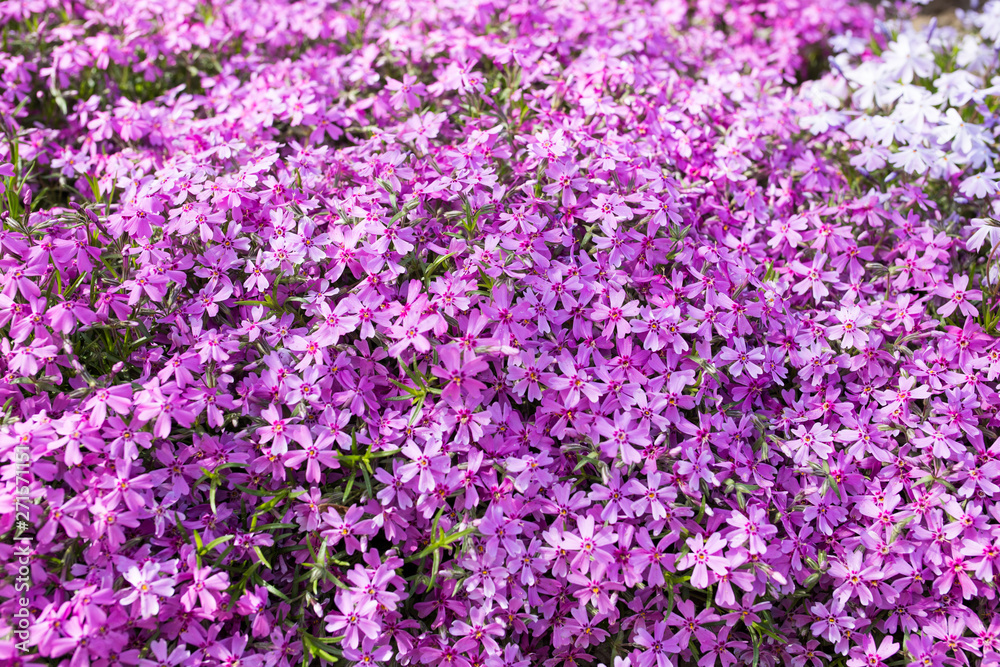 Purple spring flowers texture background. Close-up Purple spring flowers texture background. Close-up